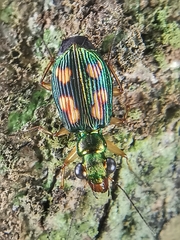 Pericalus depressus