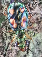 Pericalus depressus
