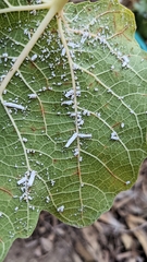 Praelongorthezia praelonga