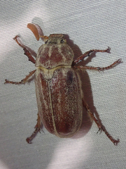 Polyphylla cavifrons