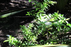 Veronica ligustrifolia