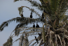 Nannopterum brasilianum