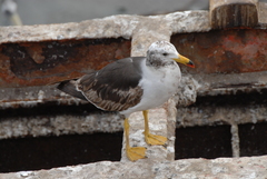 Larus belcheri