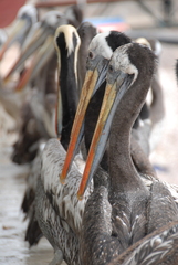 Pelecanus thagus