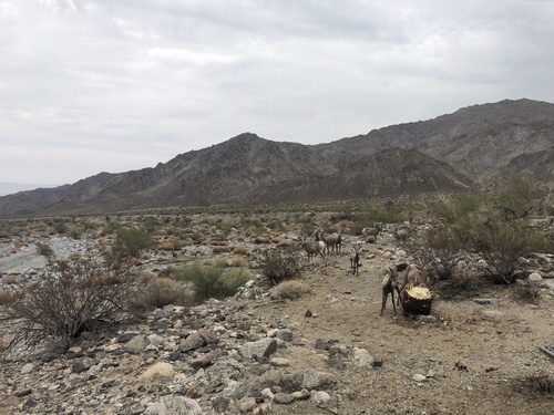 iNaturalist observation photo of Desert Bighorn Sheep