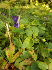 Viola × bavarica