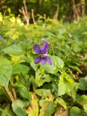 Viola × bavarica
