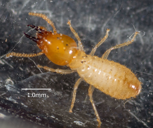 Coptotermes lacteus (Froggatt, 1898)