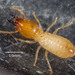 Milk Termite - Photo (c) Paul Whitington, some rights reserved (CC BY-NC), uploaded by Paul Whitington