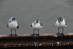 Leucophaeus pipixcan