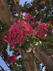 Lagerstroemia indica