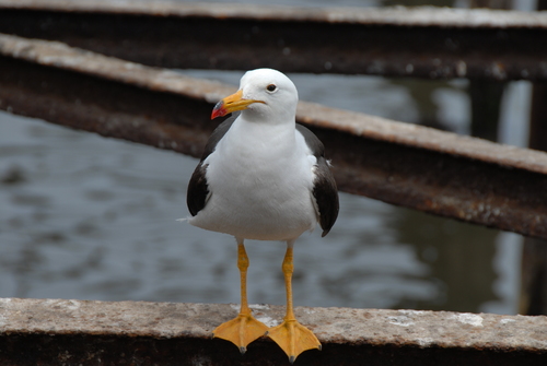 Belcher's Gull (Larus belcheri), photo 10