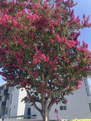 Lagerstroemia indica