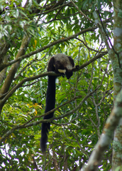 Ratufa bicolor