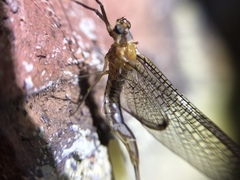 Hexagenia bilineata