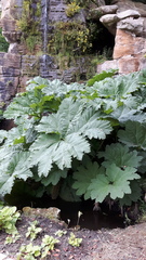 Gunnera manicata