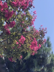 Lagerstroemia indica