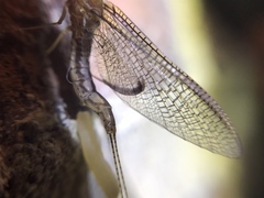 Hexagenia bilineata