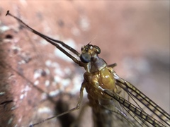 Hexagenia bilineata