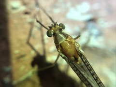 Hexagenia bilineata