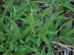 Thuarea involuta