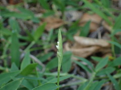 Thuarea involuta