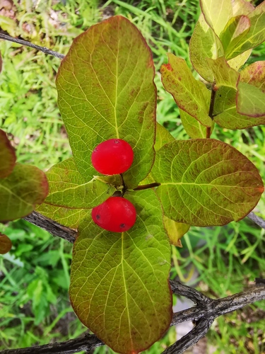Lonicera chamissoi iNat (2)