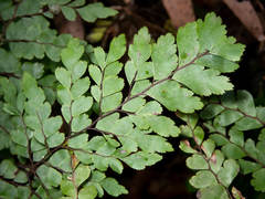 Adiantum formosum