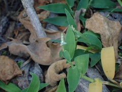 Thuarea involuta