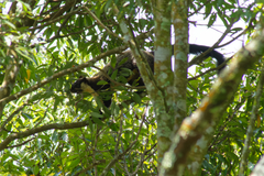 Ratufa bicolor