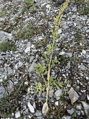 Artemisia laciniata