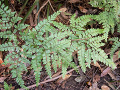 Adiantum formosum