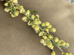 Artemisia laciniata