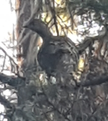 Dendragapus obscurus