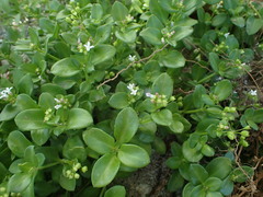 Oldenlandia biflora