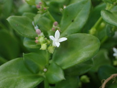 Oldenlandia biflora