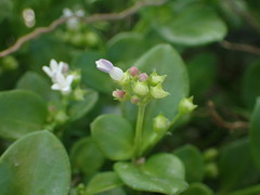 Oldenlandia biflora