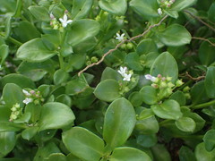 Oldenlandia biflora