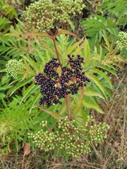 Sambucus ebulus