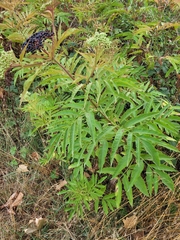 Sambucus ebulus