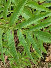 Sambucus ebulus