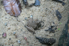Microhyla berdmorei