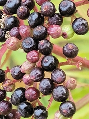 Sambucus ebulus