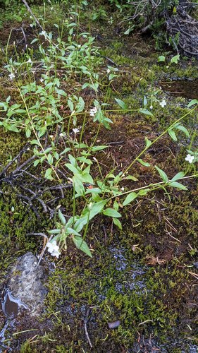 Milkflower willowherb (Epilobium lactiflorum)