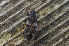 Scolopostethus pacificus