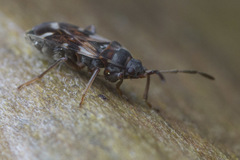 Scolopostethus pacificus