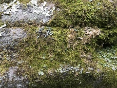 Hypnum cupressiforme cupressiforme