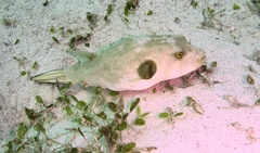 Arothron immaculatus