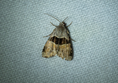 Cobubatha lixiva