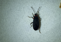 Melacoryphus rubicollis